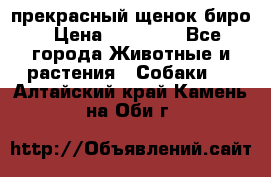 прекрасный щенок биро › Цена ­ 20 000 - Все города Животные и растения » Собаки   . Алтайский край,Камень-на-Оби г.